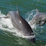 Власти Фарер пересмотрят правила охоты на дельфинов — РИА Новости, 17.09.2021