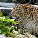 Центр восстановления леопарда на Кавказе откроют для туристов — РИА Новости, 28.10.2021