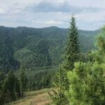 На Алтае создадут запас семян лесных растений — РИА Новости, 02.12.2021