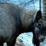 На Алтае запретили охоту на козерога после резонансного убийства — РИА Новости, 01.12.2021