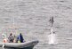 Эксперт оценил возможности боевых дельфинов ВМС США